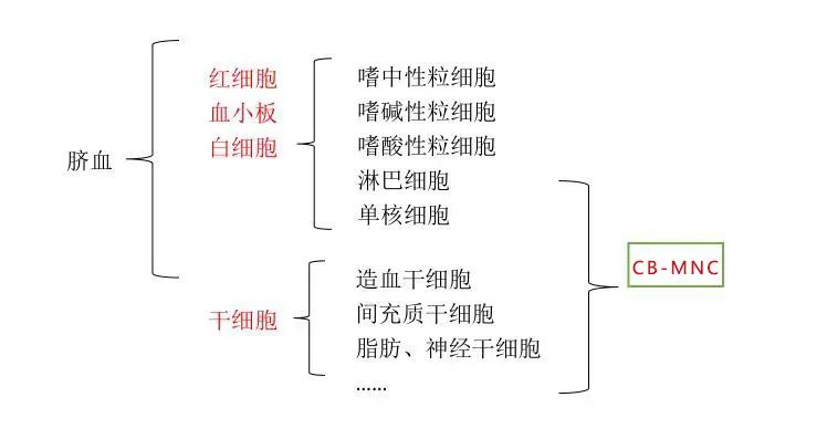 临床研究丨人脐带血单个核细胞的应用前景