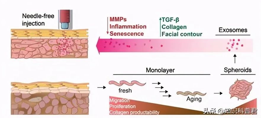 高活力的外泌体让衰老细胞重获新生