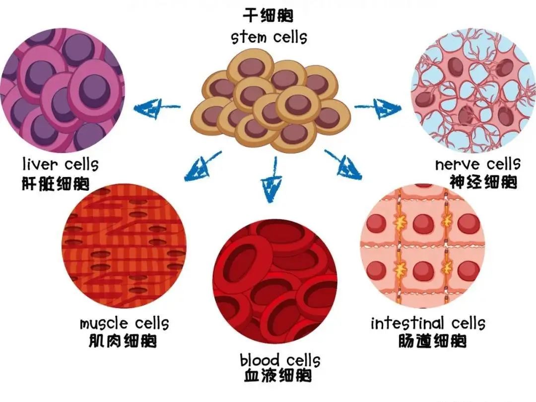 招募二十五名患者免费接受宫血干细胞静脉输注治疗！宫血干细胞治疗酒精性肝硬化失代偿期的前瞻性研究项目（附联系方式）