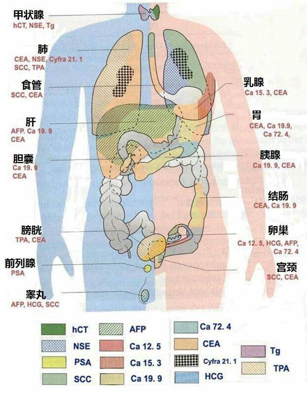 肿瘤标志物图解，超实用！