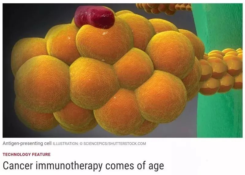 当衰老不期而至，护好免疫细胞就是最好的“抗癌药”