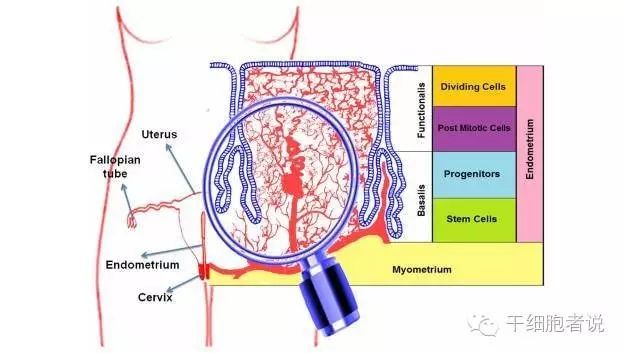 女性独有的宝藏：宫内膜干细胞