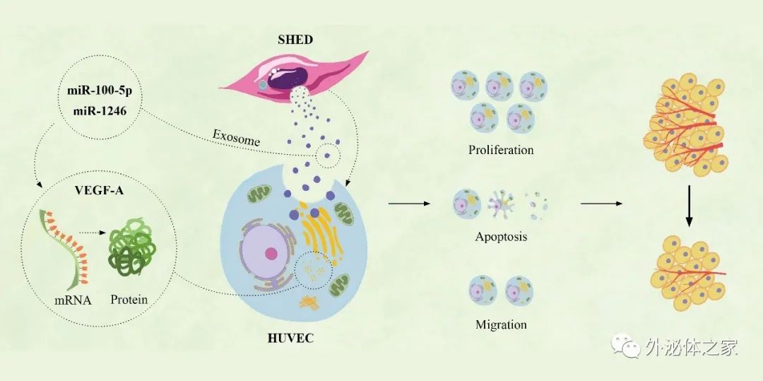 Stem Cell Res Ther | 山东大学口腔医学院：人类乳牙脱落牙干细胞外泌体通过转运miRNAs抑制血管生成