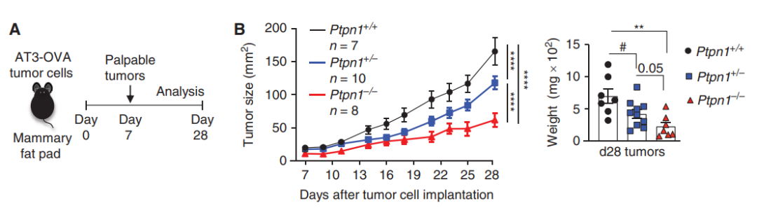 新型免疫检查点：可用来增强T细胞抗癌，还能让CAR-T对抗实体瘤