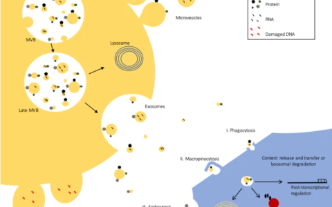 麦吉尔大学 | 外泌体在精神疾病中的新兴作用