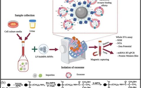 JEV丨嵌合纳米复合材料用于快速分离尿液中的细胞外囊泡
