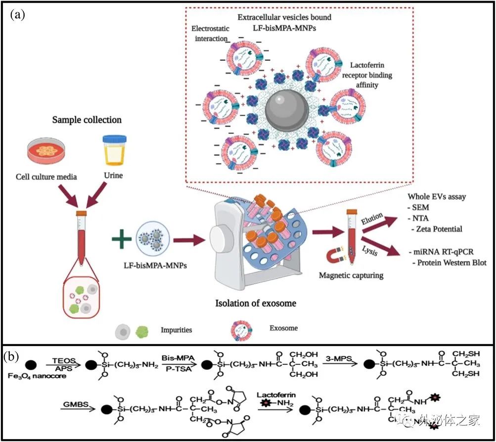 JEV丨嵌合纳米复合材料用于快速分离尿液中的细胞外囊泡