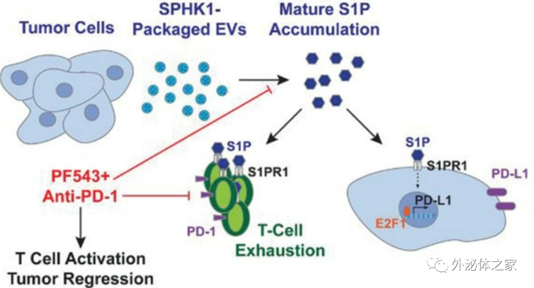 Adv Sci：肿瘤EVs通过鞘氨醇激酶驱动肿瘤微环境中的T细胞耗竭