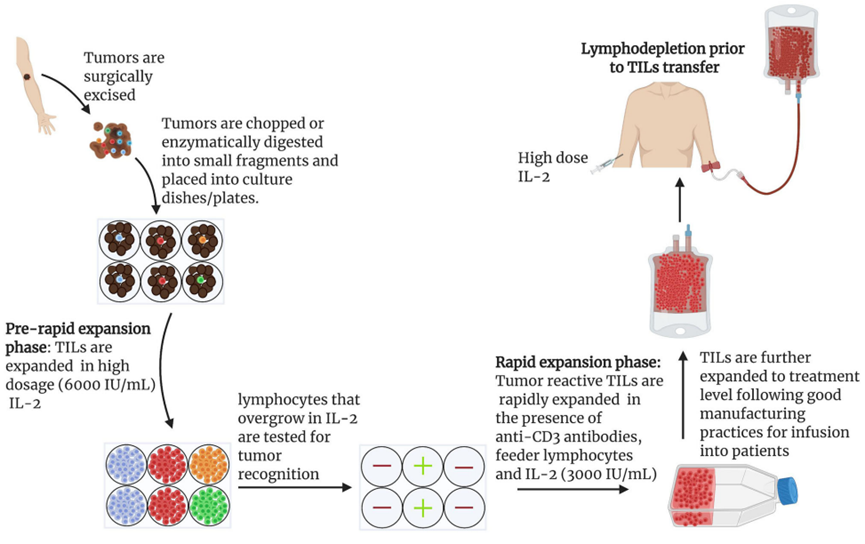 细胞疗法：TILs 细胞治疗行业概况