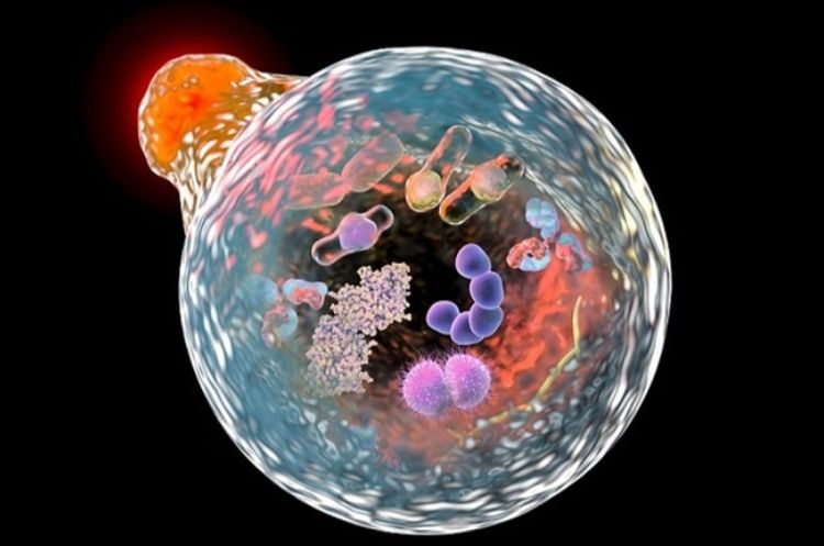 我们为什么要＂补＂干细胞？