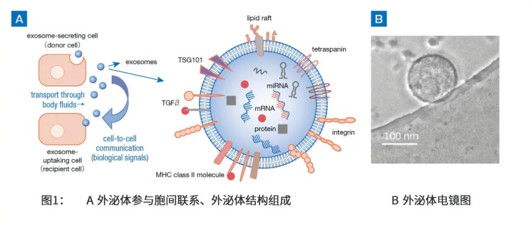 解密！皮肤抗衰界新宠——干细胞外泌体！正确认识，你该如何选择！