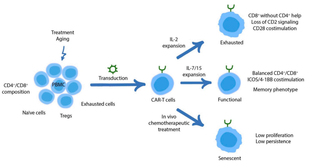CAR-T细胞功能障碍的机制和调整策略