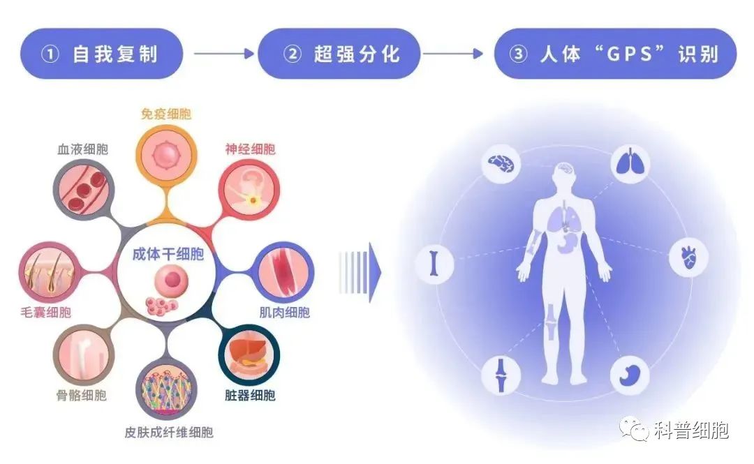 疫情“倒春寒”！随访数据显示：干细胞显著改善新冠重症后遗症！