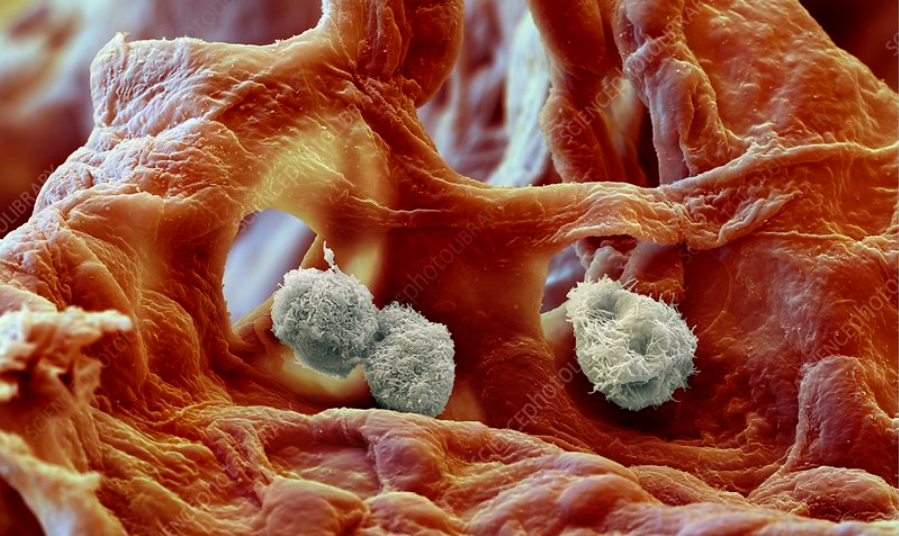 Nature子刊：不只是免疫细胞，巨噬细胞的专业并不简单