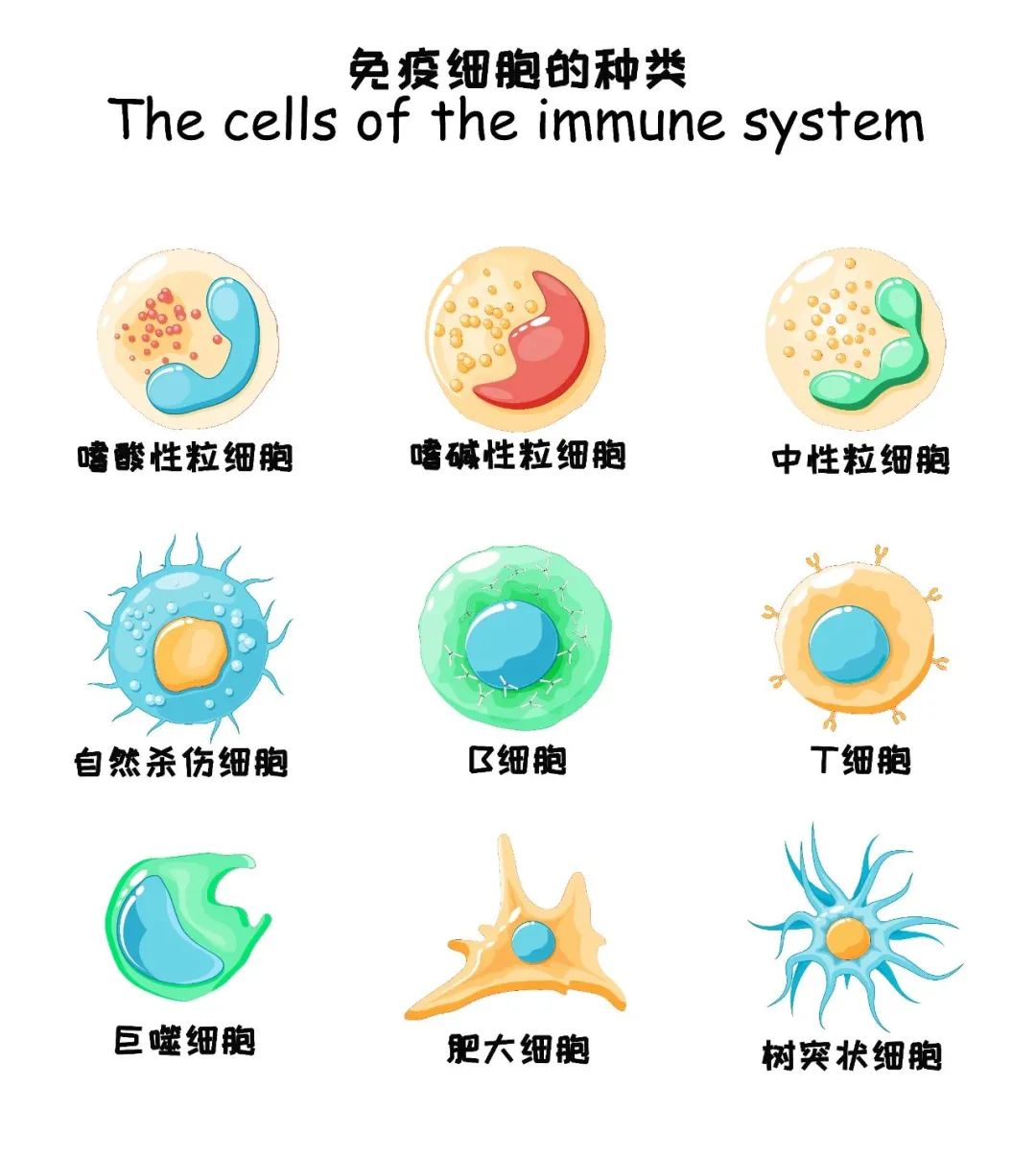 人类高质量细胞——免疫细胞