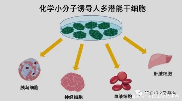 我国干细胞制备技术获得重要突破