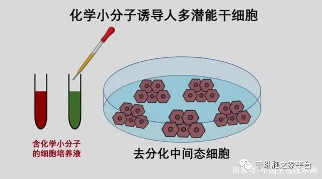 我国干细胞制备技术获得重要突破