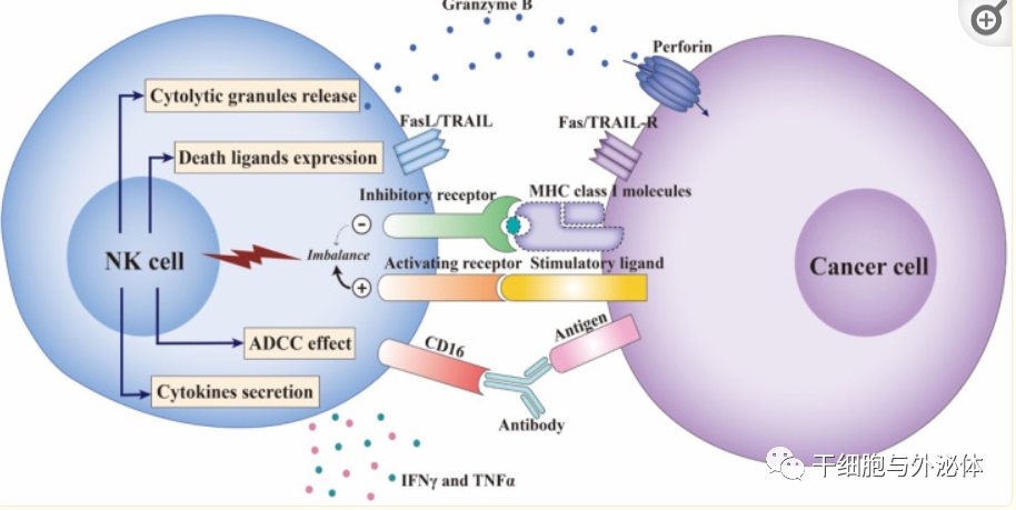 NK 细胞疗法：癌症治疗的新星