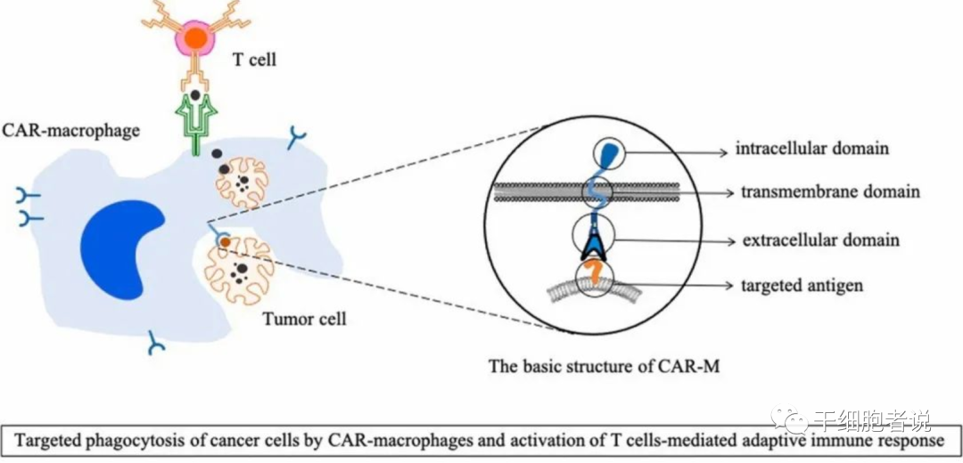 万物皆可CAR系列丨CAR-M疗法