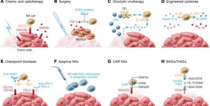 针对癌症的前沿NK细胞疗法汇总