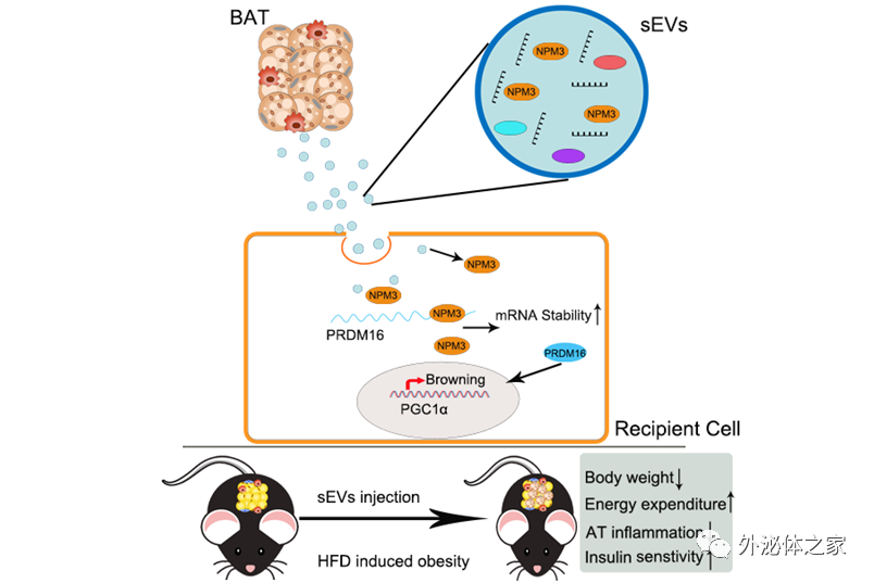J Nanobiotechnol | 四川大学华西口腔医院田卫东教授团队：棕色脂肪胞外囊泡激活白色脂肪棕色化对抗肥胖