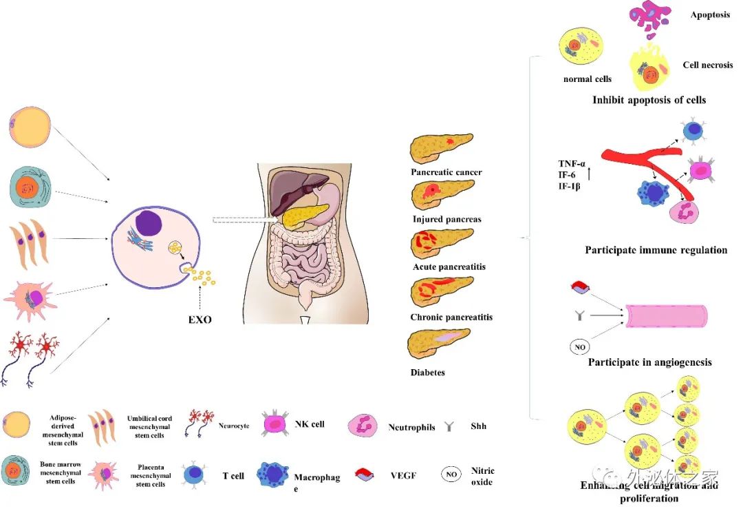 西部战区战区总医院戴睿武教授团队：外泌体在胰腺疾病诊疗中的应用