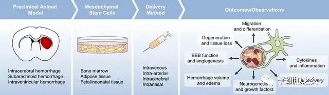 干细胞治疗脑出血后遗症，促进神经功能恢复