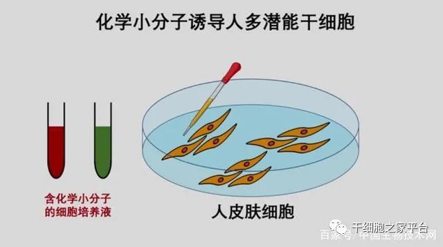 我国干细胞制备技术获得重要突破