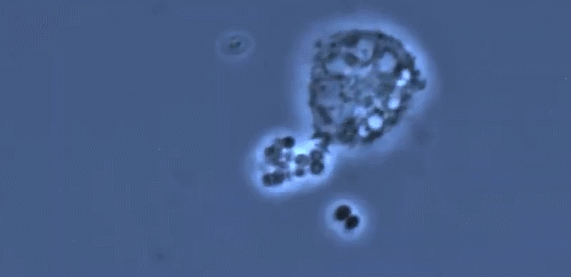 人类高质量细胞——免疫细胞