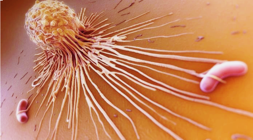 Nature子刊：不只是免疫细胞，巨噬细胞的专业并不简单