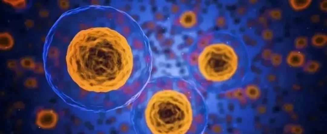 正常人体内已经有干细胞，为什么还要外源性补充干细胞？