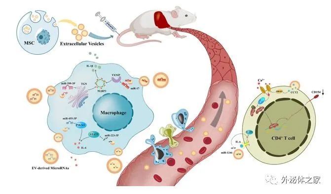 Front. Immunol | 四川大学华西医院杨丽教授团队：间充质干细胞源性细胞外囊泡在肝脏免疫和治疗中的作用