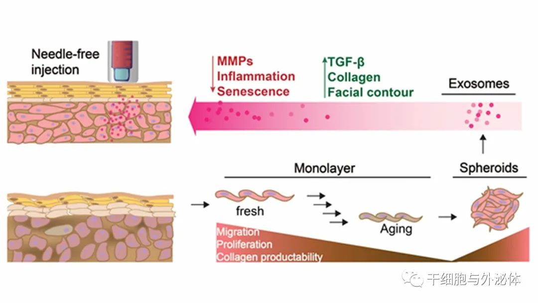 无针注射 | 外泌体改善老化皮肤中的胶原蛋白生成