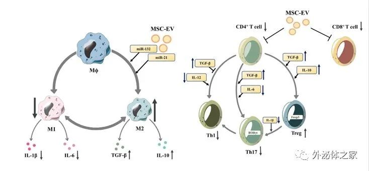 Front. Immunol | 四川大学华西医院杨丽教授团队：间充质干细胞源性细胞外囊泡在肝脏免疫和治疗中的作用