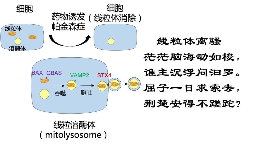 刘兴国/田梅团队发现线粒溶酶体（mitolysosome）胞吐：帕金森症线粒体质量控制新途径