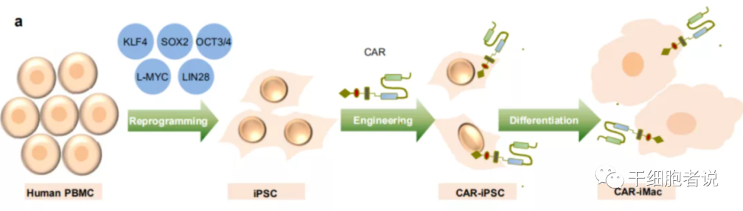 万物皆可CAR系列丨CAR-M疗法