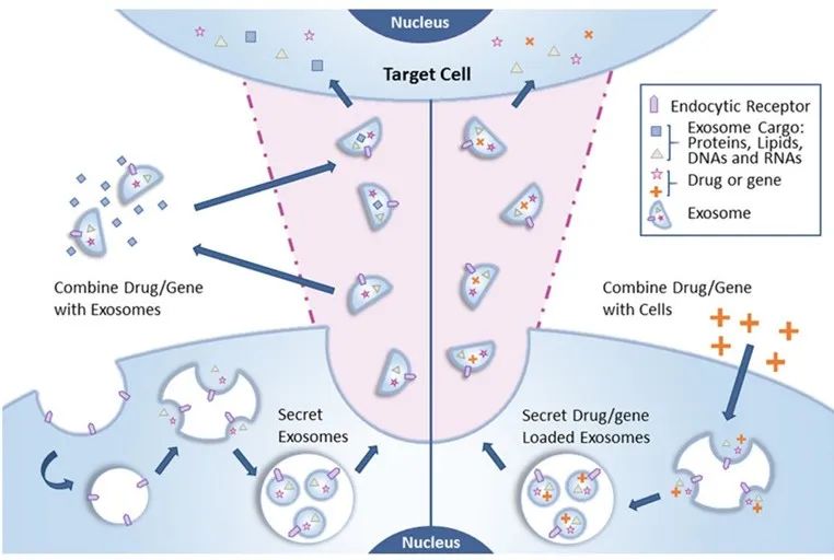 基因和药物递送的新型生物载体—外泌体