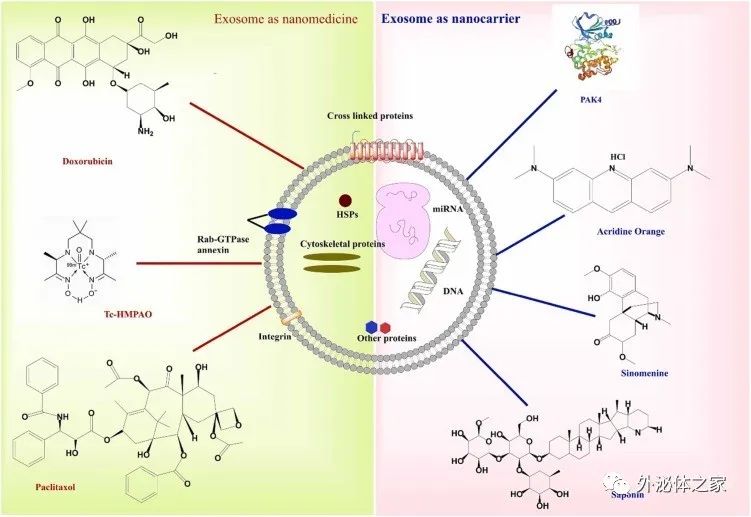 【综述】Semin Cancer Biol丨靶向炎症通路用于肿瘤治疗的外泌体纳米药物的现状和未来展望