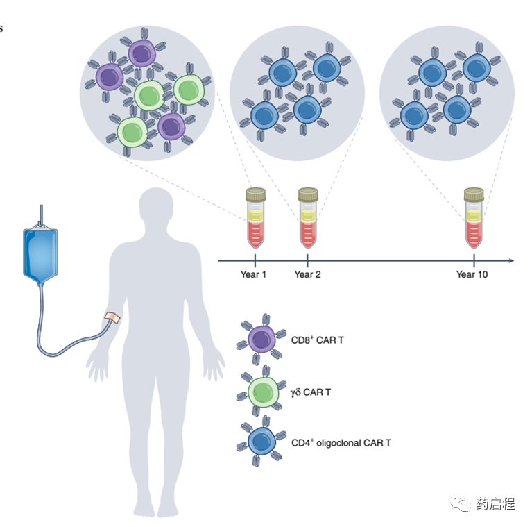 CAR T细胞回输十年后
