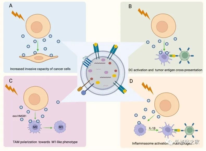 Semin Cancer Biol丨放射治疗诱导肿瘤免疫微环境的重塑