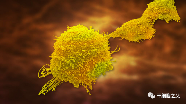 癌症的绿色疗法： NK细胞免疫疗法