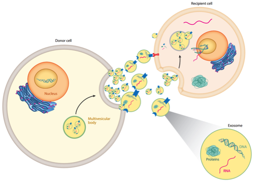 干细胞外泌体焕活细胞促新生，精准抗衰新选择