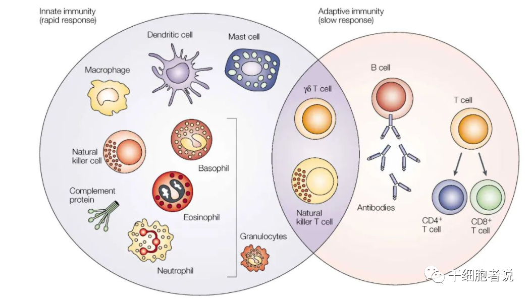 免疫细胞治疗“新力量：NK细胞疗法