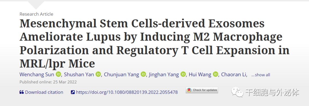 MSC外泌体通过调节T细胞扩增来改善红斑狼疮