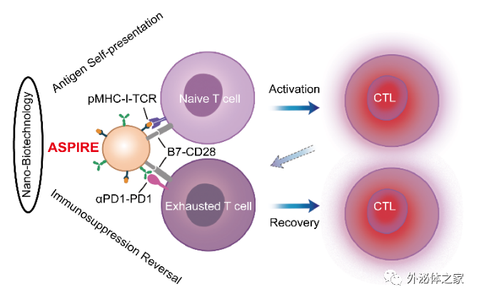Nat Nanotechnol: 厦门大学刘刚团队：抗原自我呈递和免疫抑制逆转纳米疫苗——个性化癌症免疫治疗新策略