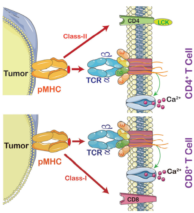 细胞治疗的前沿领域：TCR-T细胞疗法