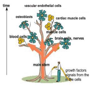 干细胞可以从人体的哪些组织中提取