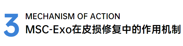 科普日谈丨皮损修复的新宠-外泌体