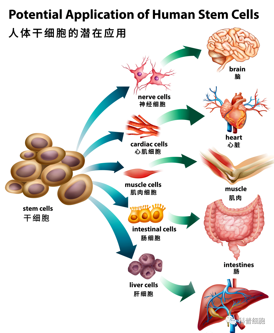 【间充质干细胞】 治疗疾病的四大作用机制