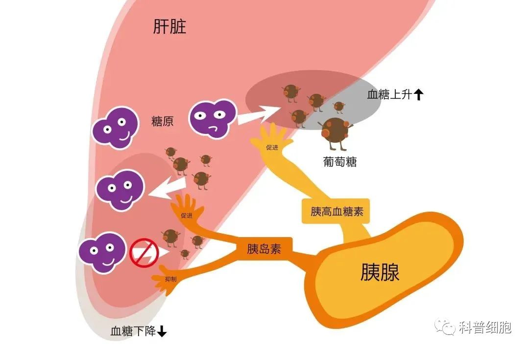 干细胞让10种重大疾病不再可怕!